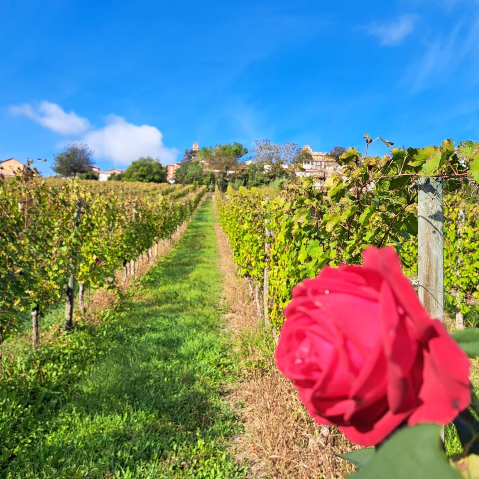 B&B Vigneto Pardom Montiglio エクステリア 写真